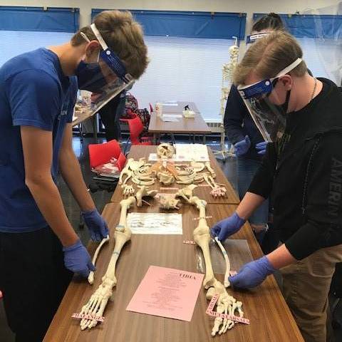 Two students in scrubs and protective facewear examining a skeleton lying on a table 